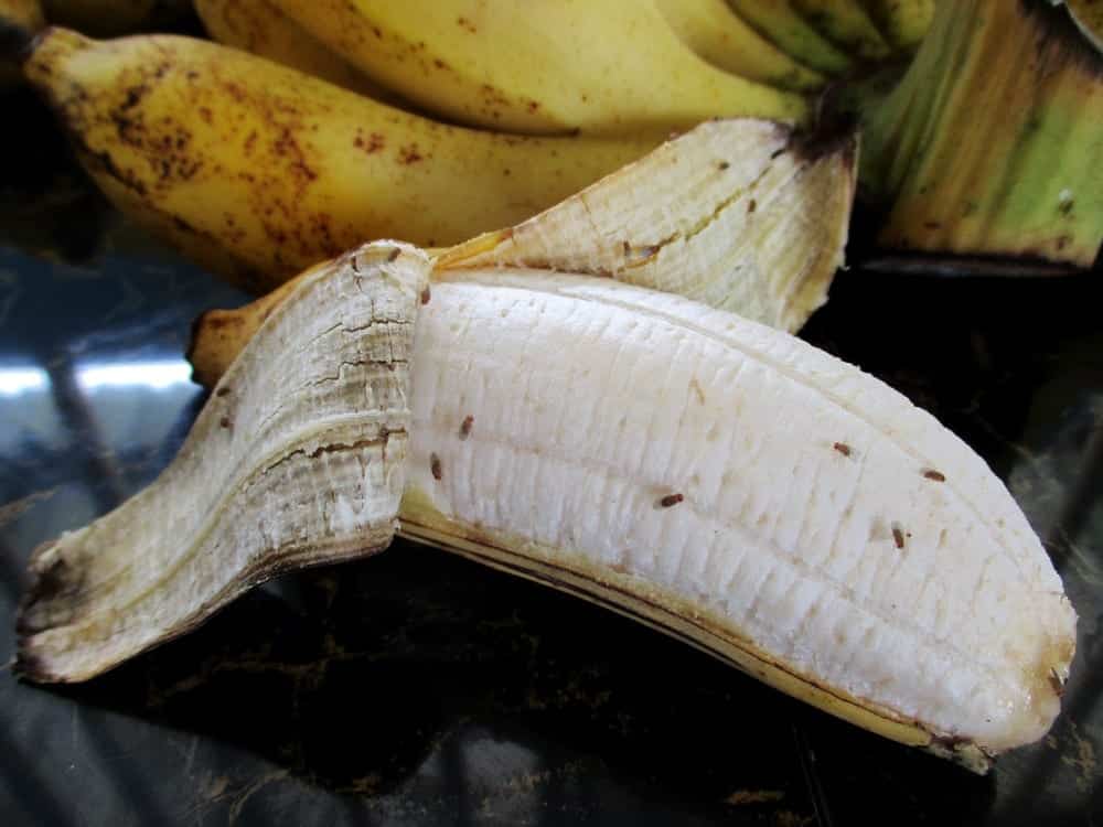 Banan med bananflugor på, på grund av avsaknad av bananflugfälla