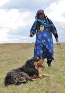 Tibetan mastiff with human in Nepal