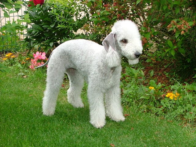 bedlingtonterrier