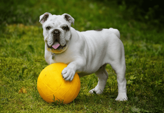 engelsk bulldogg banner