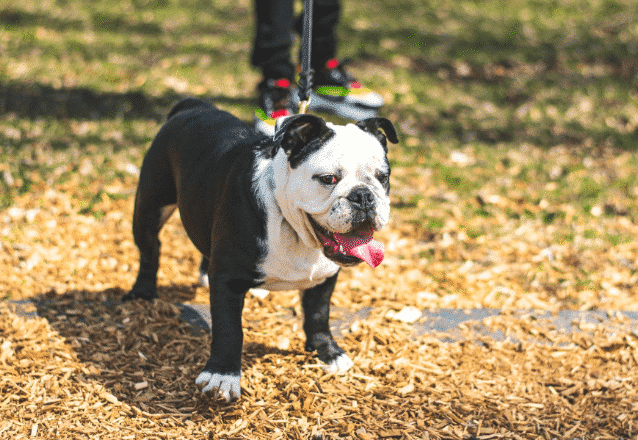 engelsk bulldogg i parken