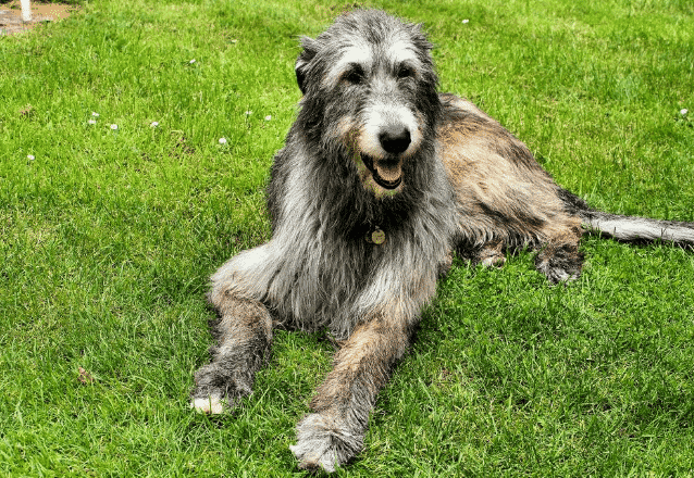 irländsk varghund