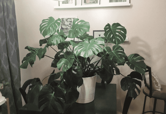 monstera deliciosa