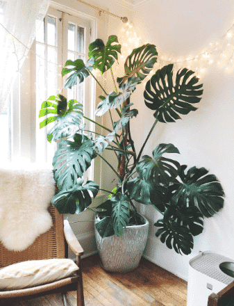 monstera deliciosa