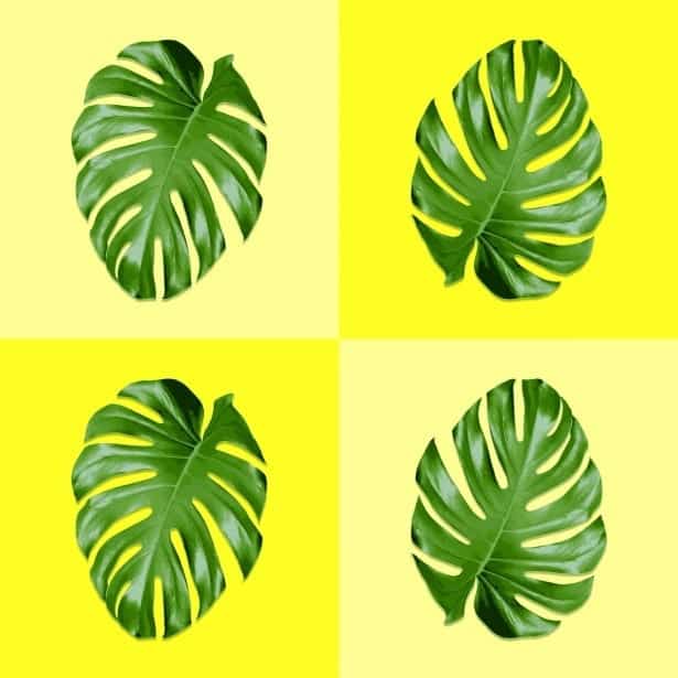 monstera konst