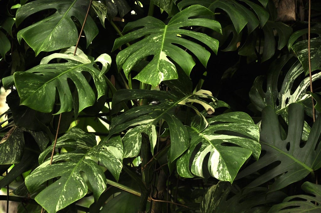 större monstera variegata med inzoomning på blad