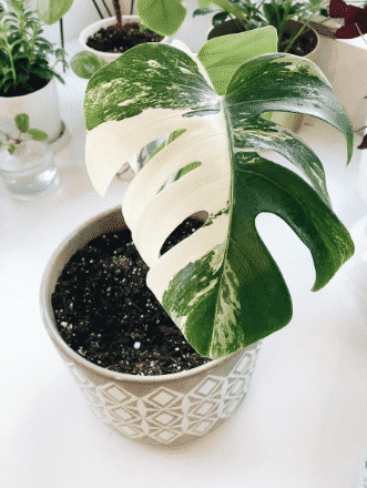 monstera variegata i kruka