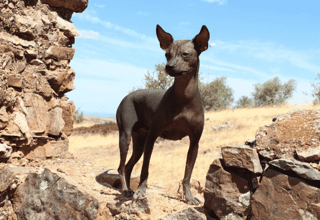 Perro sin pelo del perú