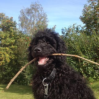 Portugisisk vattenhund