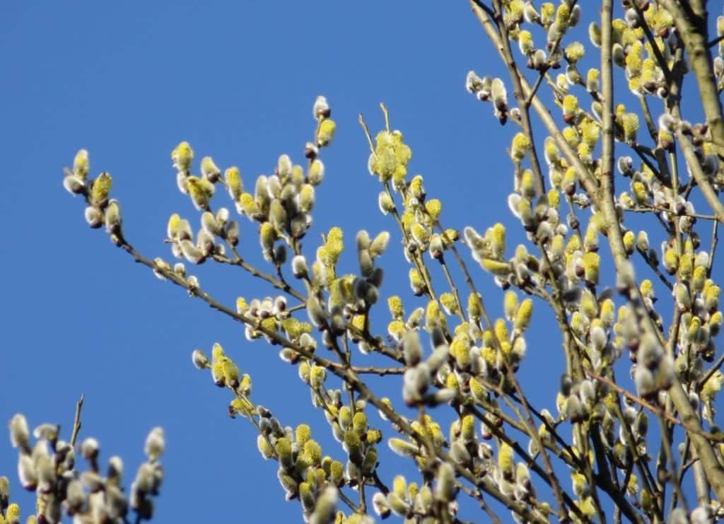 Sälg som blommar på våren