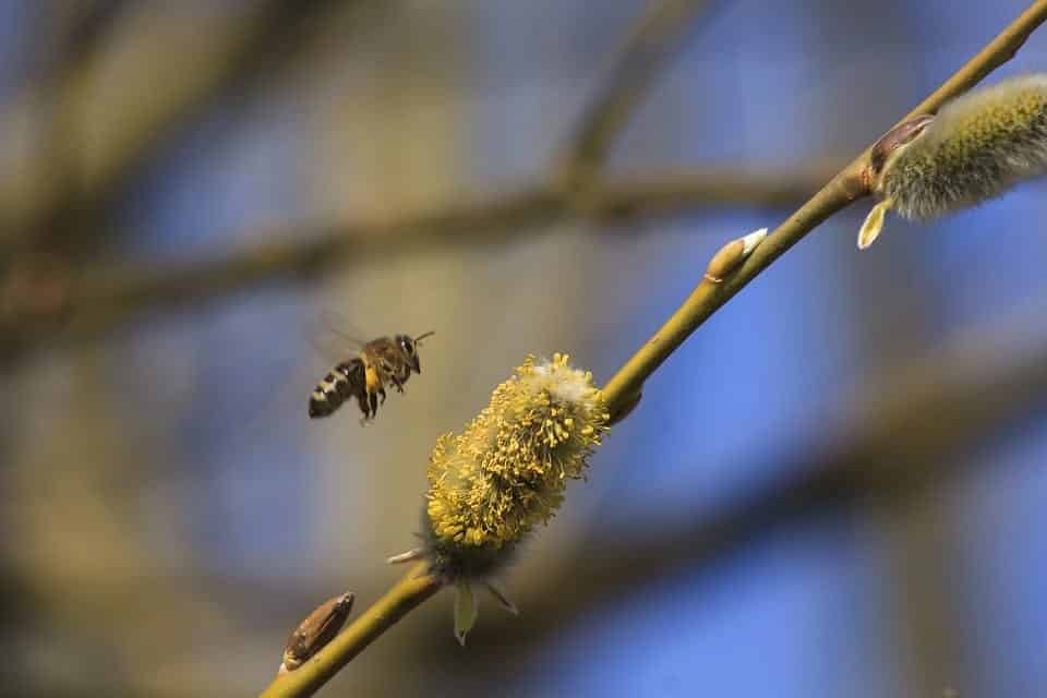 Sälgens blomma närmas av ett bi