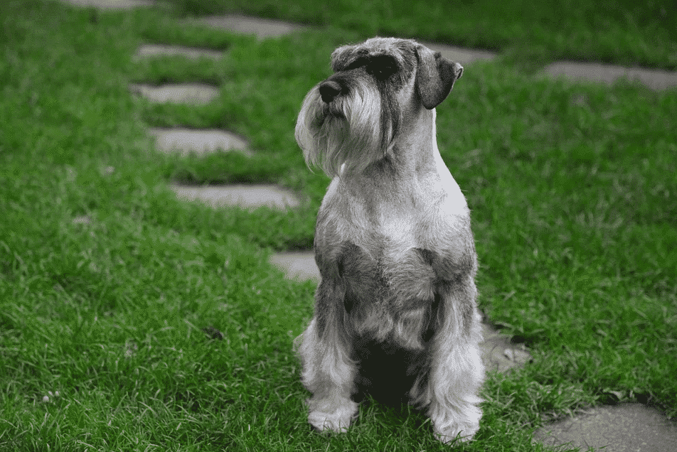 Schnauzer