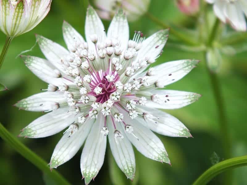 Stjärnflockans blomma på nära håll