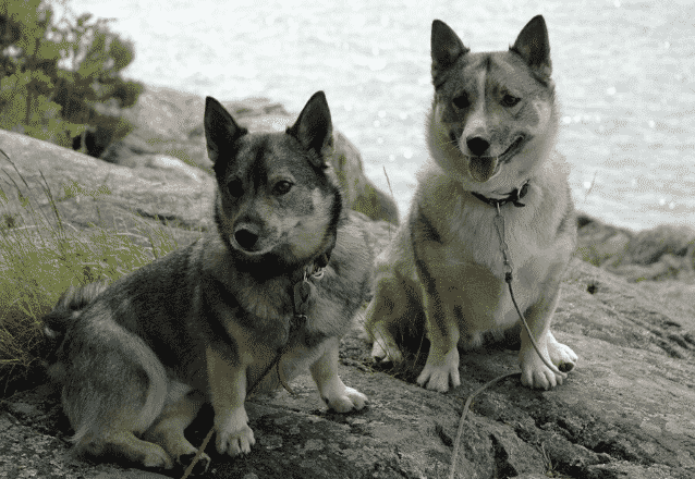 Västgötaspets banner