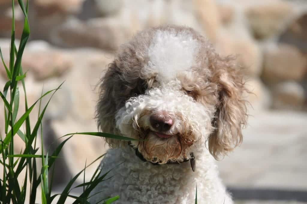 lagotto romagnolo