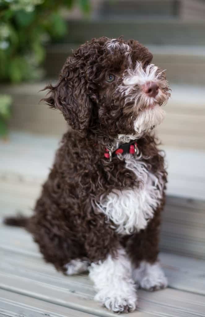 lagotto romagnolo