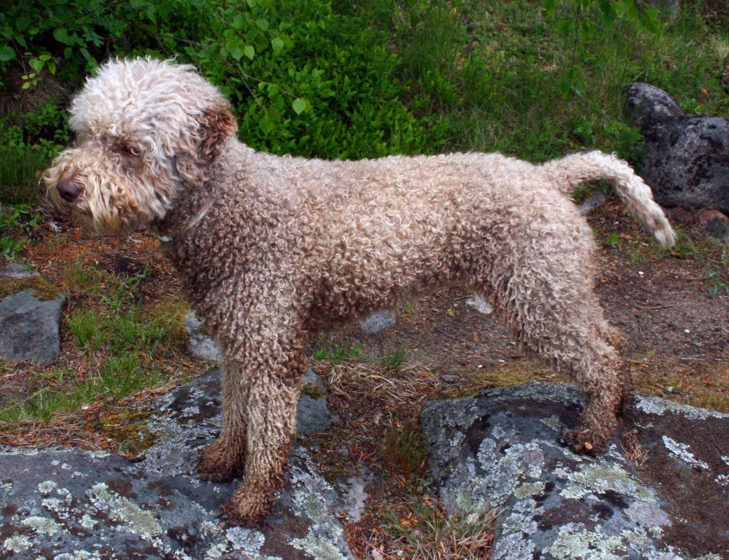 lagotto romagnolo