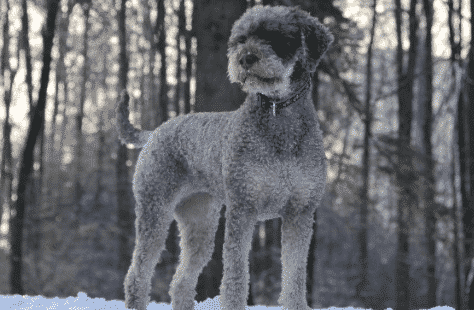 lagotto romagnolo