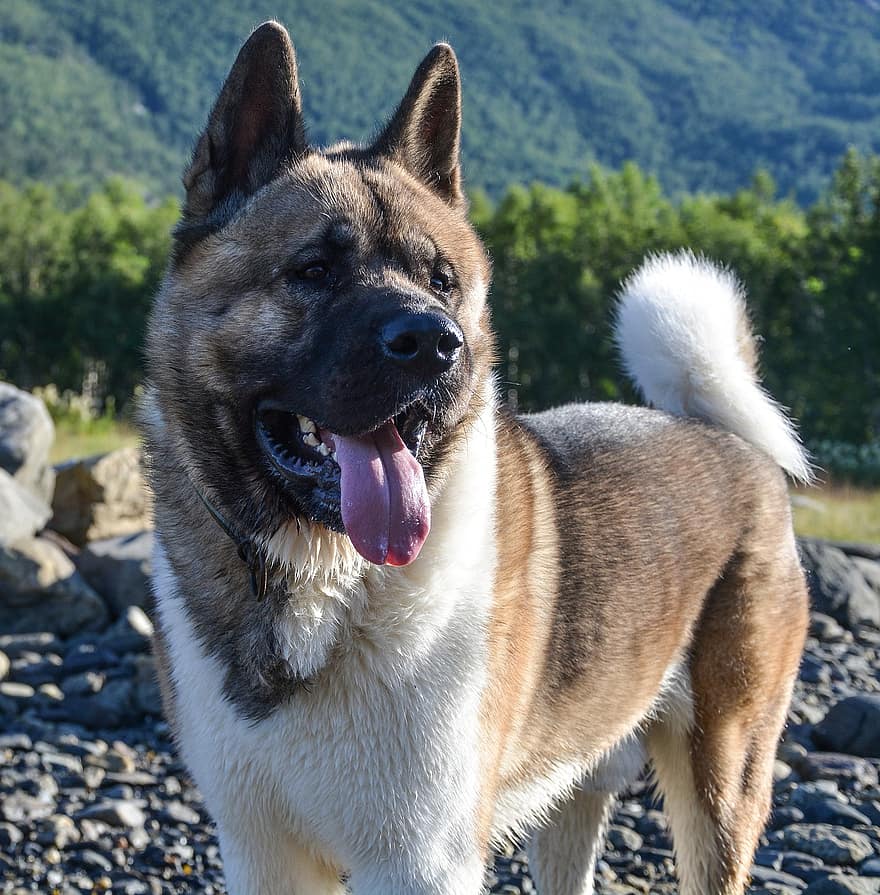 american akita utomhus