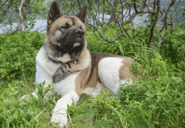 american akita hund banner