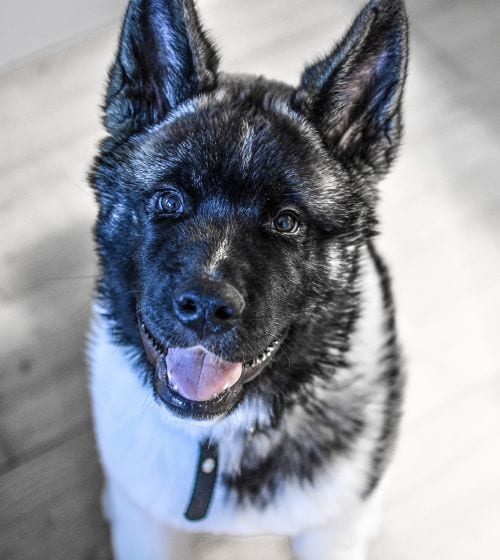 american akita hundvalp