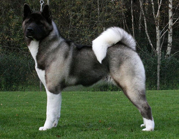 american akita