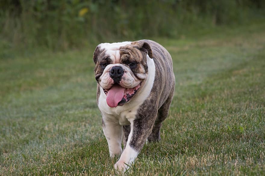 Engelsk bulldogg som leker utomhus