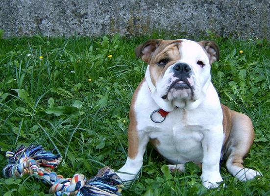 engelsk bulldogg som sitter i gräset