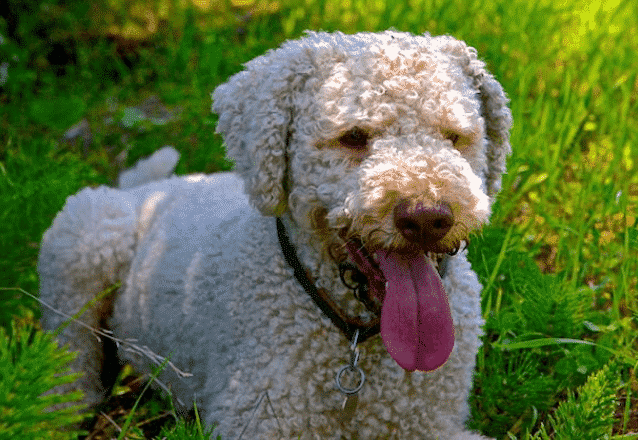 lagotto romagnolo banner