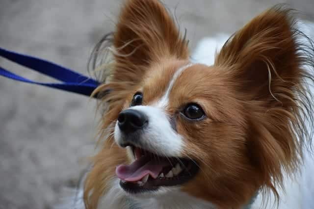 glad papillon på promenad