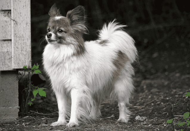 papillon hund banner