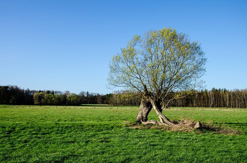 sälg på fält