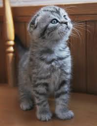 scottish fold kattunge