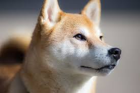 shiba inu från sidan