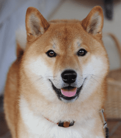 glad shiba inu