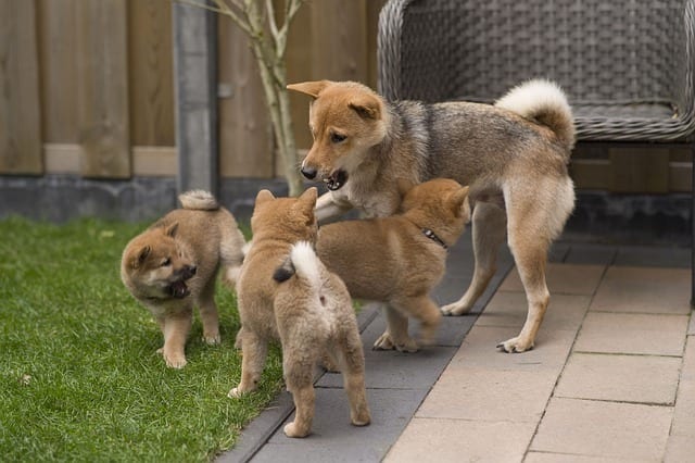 shiba inu med sina shiba inu valpar