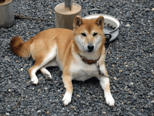 shiba inu som vilar