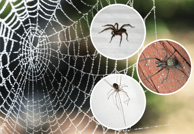 spindlar i Sverige banner