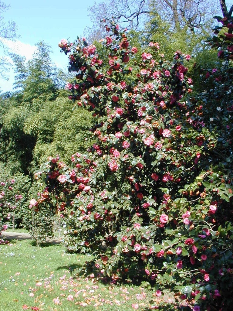 kamelia - camellia japonica