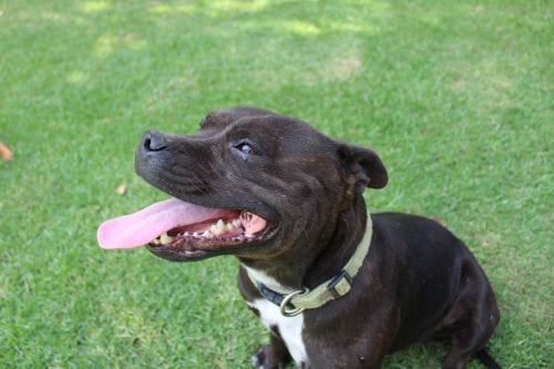 staffordshire bullterrier glad