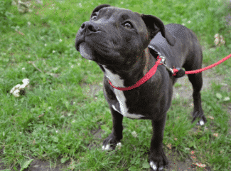 staffordshire bullterrier på promenad