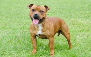 staffordshire bullterrier utomhus