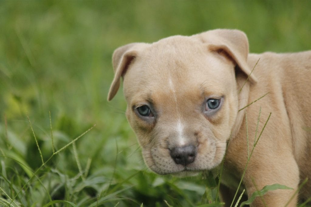 staffordshire bullterrier valp