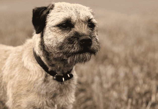 borderterrier banner