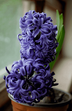 hyacint i kruka