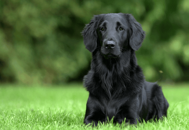 flatcoated retriever banner