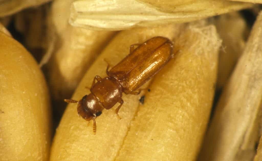 Mjölbagge i naturen. Mjöl är finmalda korn, och på fälten lägger mjölbaggen ägg bland kornen. De kan överleva malningen och därigenom följa med i mjölpaket. Sedan på lager eller i livsmedelsbutiker kan de spridas mellan förpackningar och sedan följa med hem.