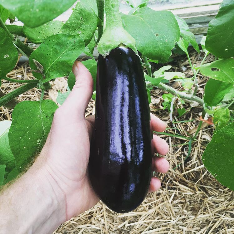 aubergineplanta