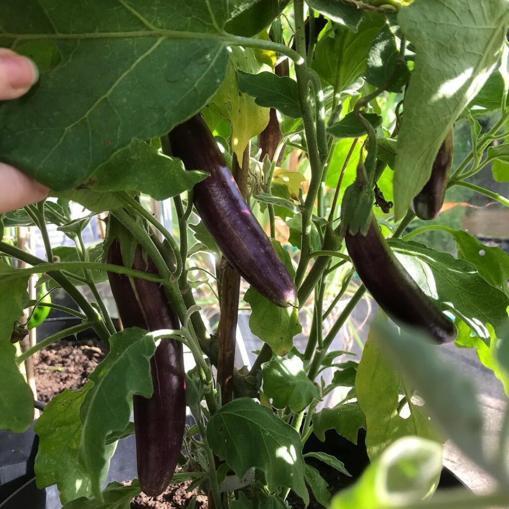 aubergineplanta