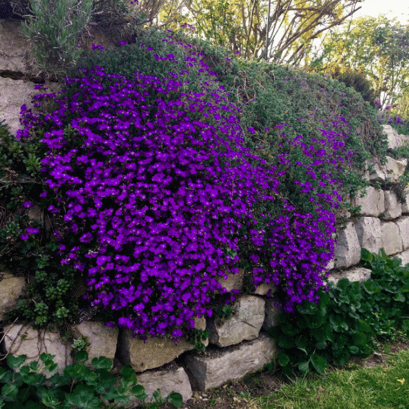 Aubrieta kan användas för att liva upp stenpartier i trädgården, som i denna trädgård.